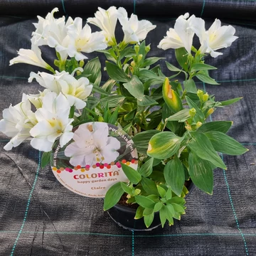 Alstroemeria Colorita 'Claire' - Inkaliliom (fehér)