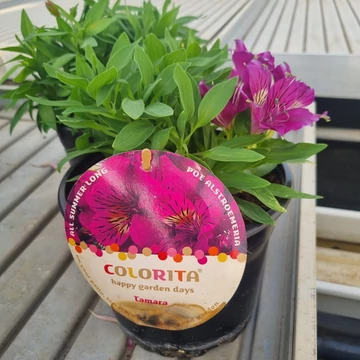 Alstroemeria Colorita 'Tamara' - Inkaliliom (lila)