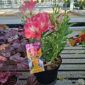 Alstroemeria Inticancha ‘Romance’ - Inkaliliom (rózsaszín)