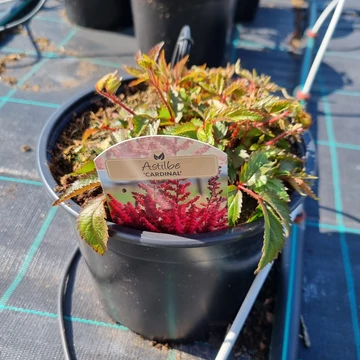 Astilbe Chinensis 'Cardinal' - Tollbuga (vörös)