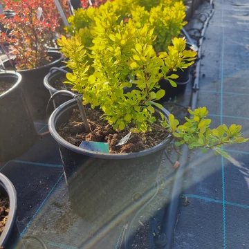 Berberis thunbergii 'Lime Star'® – Japán borbolya