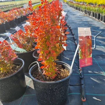 Berberis thunbergii 'Orange Rocket'® – Oszlopos japán borbolya