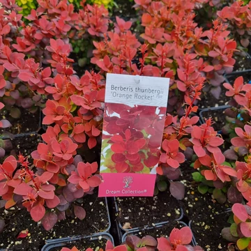 Berberis thunbergii 'Orange Rocket'® – Oszlopos japán borbolya