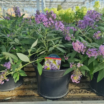 Buddleja davidii ‘Butterfly Candy® Little Sweetheart’ – Törpe nyáriorgona