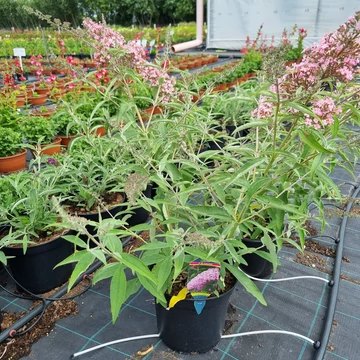 Buddleja davidii ‘Pink Cascade’ – Nyáriorgona
