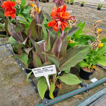 Canna x generalis 'Cannova® Bronze Orange' - Kánna