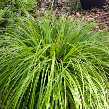 Carex oshimensis ‘J.S. Greenwell’ – Madárlábú sás