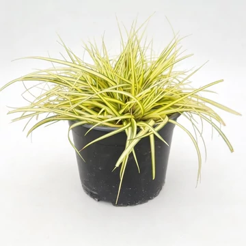 Carex oshimensis 'Maxigold' - Madárlábú sás