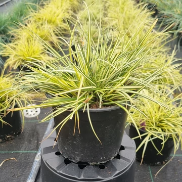 Carex oshimensis 'Moonlight' - Japán sás