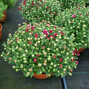 Chrysanthemum morifolium 'Bran Fountain' - Krizantém (bíbor)