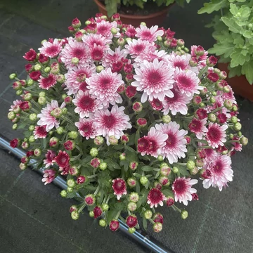 Chrysanthemum morifolium 'Bran Fountain' - Krizantém (rózsaszín)