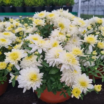 Chrysanthemum morifolium 'Fonti White' - Krizantém (fehér)