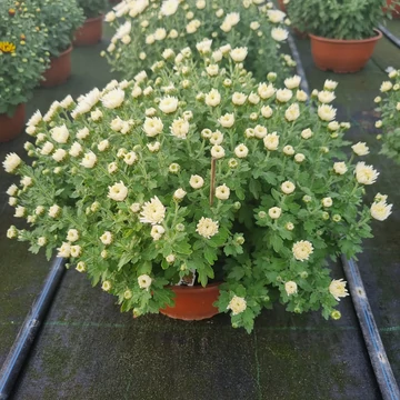 Chrysanthemum morifolium 'Jasoda Belvedere' - Krizantém (sárgás fehér)