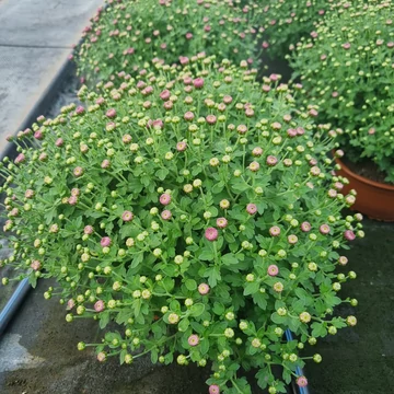 Chrysanthemum morifolium 'Jasoda Pink' - Krizantém (rózsaszín)