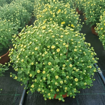 Chrysanthemum morifolium 'Jasoda White' - Krizantém (fehér)