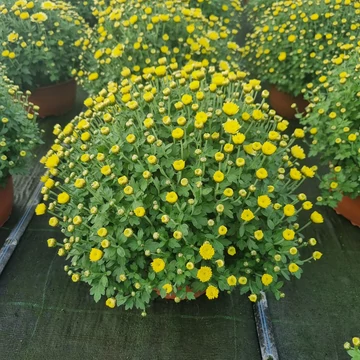 Chrysanthemum morifolium 'Jasoda Yellow' - Krizantém (sárga)