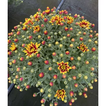Chrysanthemum morifolium 'Jasoda Yellow-Red' - Krizantém (sárga-vörös)