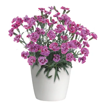 Dianthus 'Purple Wedding' - Kerti szegfű