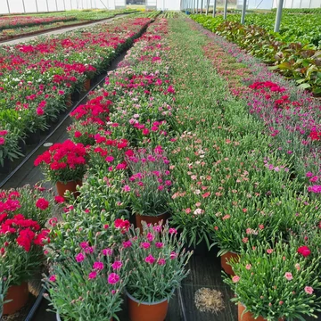 Dianthus hybrida 'Sprint' - Kerti szegfű