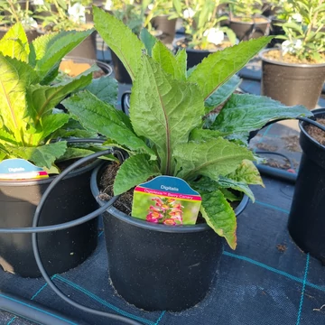 Digitalis Digiplexis 'Berry Canary' - Gyűszűvirág