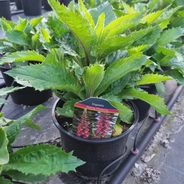 Digitalis Digiplexis 'Rising Phoenix' - Gyűszűvirág