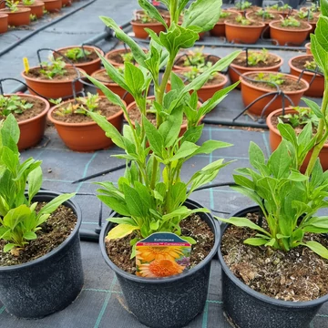 Echinacea purpurea 'Supreme Cantaloupe' - Kasvirág (narancs)