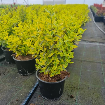 Euonymus fortunei 'Emerald'n Gold' - Aranytarka kúszó kecskerágó