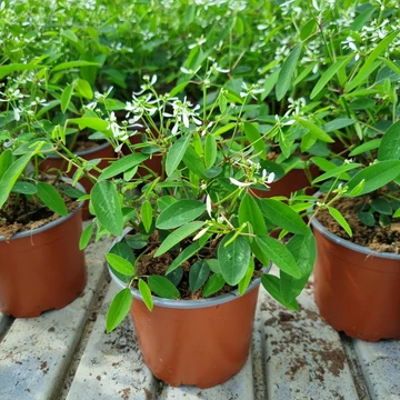 Euphorbia Inneuphdia 'Diamond Frost' - Kerti kutyatej