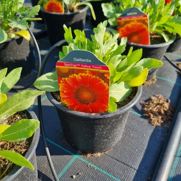 Gaillardia aristata 'Spintop Yellow Touch' - Kokárdavirág