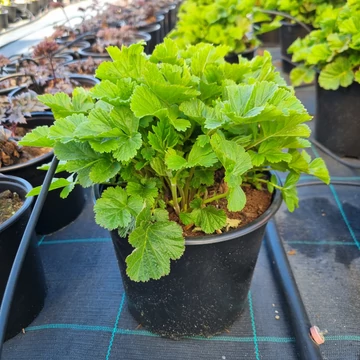 Geum 'Tales of Hex' - Gyömbérgyökér