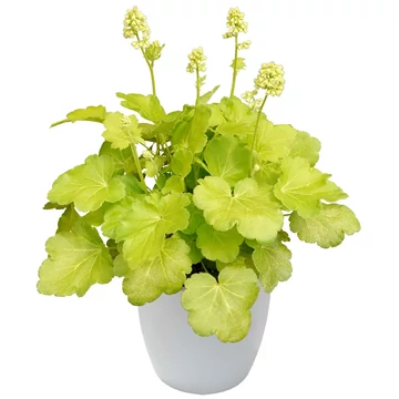 Heuchera 'Little C. Blondie in Lime' - Limezöld tűzeső vagy tűzgyöngyvirág
