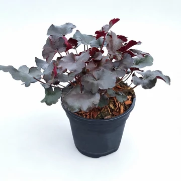Heuchera 'Rockies Black' - Tűzeső vagy tűzgyöngyvirág