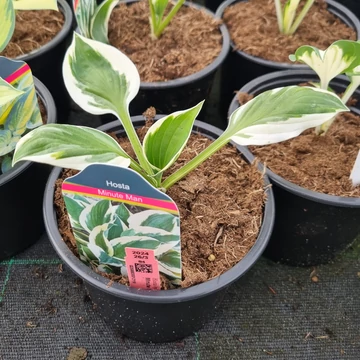 Hosta fortunei 'Minute man' - Árnyékliliom