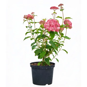 Hydrangea arborescens 'Candybelle Sorbet' - Cserjés hortenzia (rózsaszín)