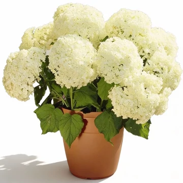 Hydrangea arborescens 'Annabelle' - Cserjés hortenzia (fehér)