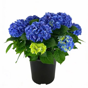 Hydrangea macrophylla 'Early Blue' - Kerti hortenzia (kék)