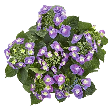 Hydrangea macrophylla 'Flame Purple' - Kerti hortenzia (lila)