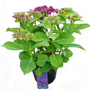 Hydrangea macrophylla 'Francy Blue' - Kerti hortenzia (kék)