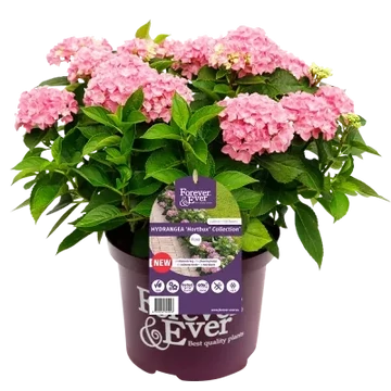 Hydrangea macrophylla 'Jip Pink' - Kerti hortenzia (rózsaszín)