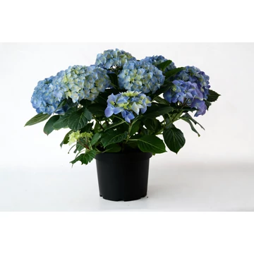 Hydrangea macrophylla 'Marine Blue' - Kerti hortenzia (kék)
