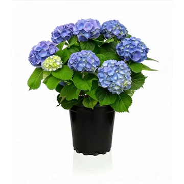 Hydrangea macrophylla 'Sarena Blue' - Kerti hortenzia (kék)