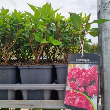 Hydrangea paniculata 'Bonfire' – Bugás hortenzia (rózsaszín)