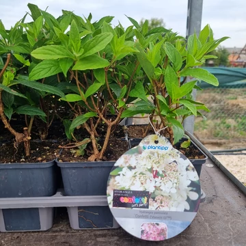 Hydrangea paniculata 'Confetti' – Bugás hortenzia (fehér)