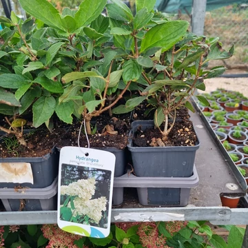 Hydrangea paniculata 'Grandiflora' – Bugás hortenzia (fehér)