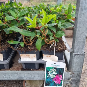 Hydrangea paniculata 'Pink Diamond' – Bugás hortenzia (rózsaszín)