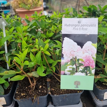 Hydrangea paniculata 'Pink & Rose' – Bugás hortenzia (rózsaszín)