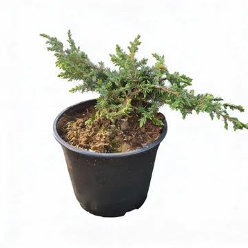 Juniperus communis 'Greenmantle' – Közönséges boróka