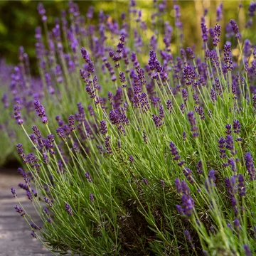 Lavandula angustifolia 'Hidcote' - közönséges vagy angol levendula