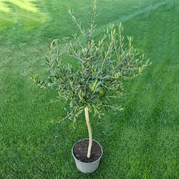Olea europaea 'Arbequina' - Európai olajfa (spanyol)