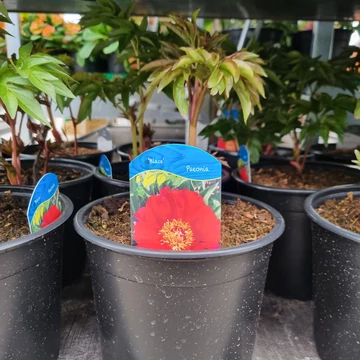 Paeonia lactiflora 'Blaze' – Illatos bazsarózsa